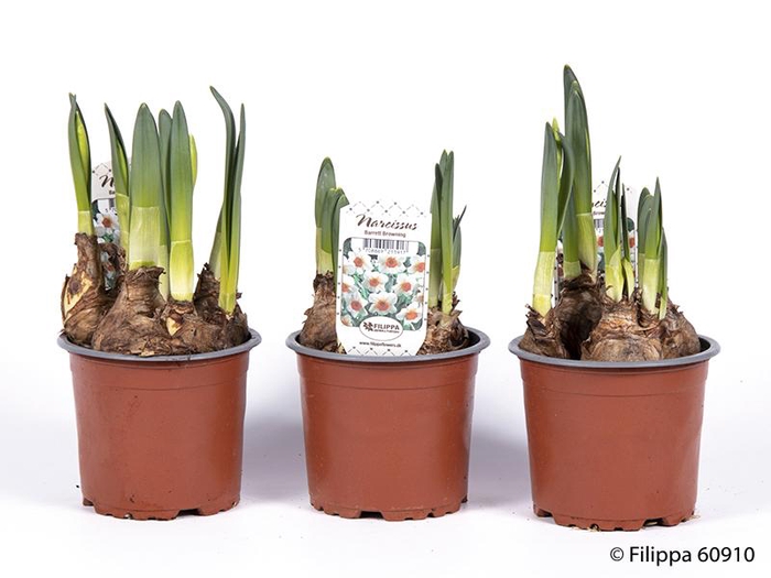 <h4>NARCISSUS INCOMPARABILIS</h4>