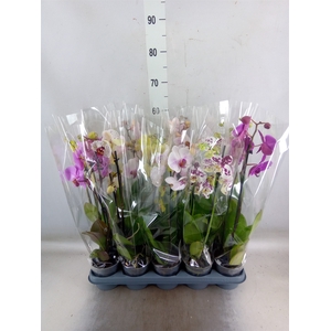 Phalaenopsis   ...mix