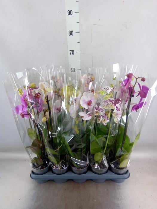 <h4>Phalaenopsis   ...mix</h4>