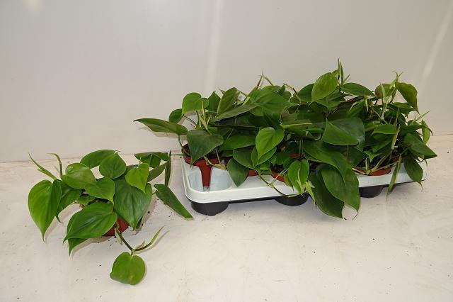 <h4>PHIL SCANDENS</h4>