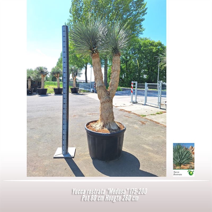 <h4>Yucca rostrata "Medusa"</h4>