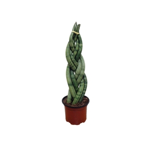 SANSEVIERIA TRANCADO 6 DEDOS P12