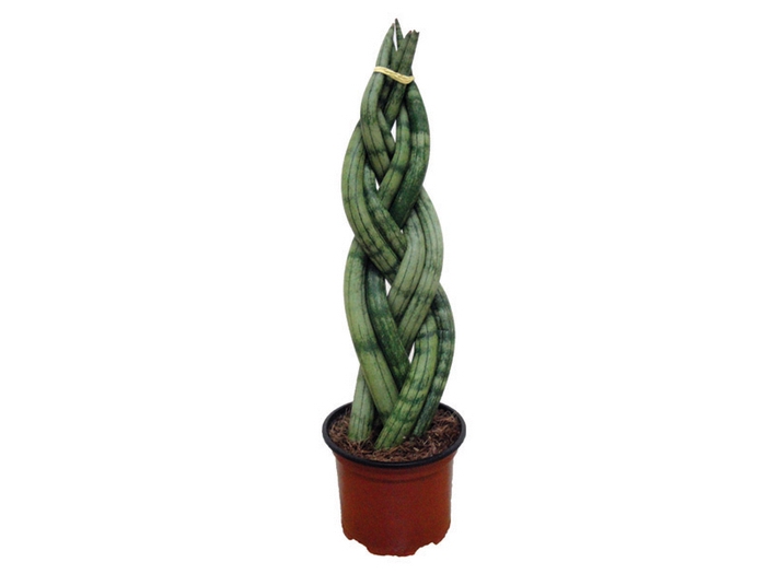 <h4>SANSEVIERIA TRANCADO 6 DEDOS P12</h4>