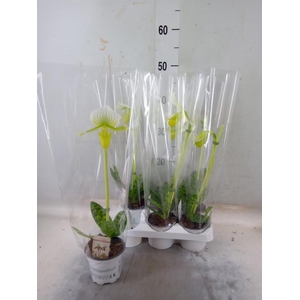 Paphiopedilum maudiae 'Femma'