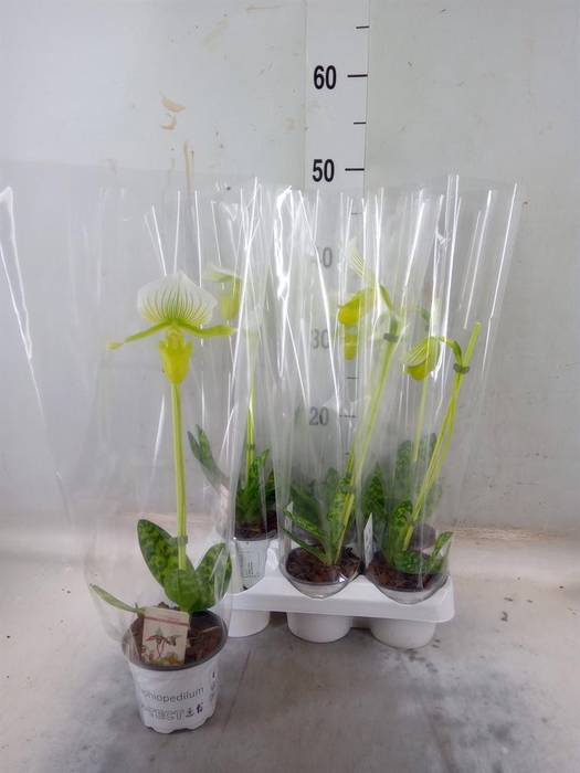 <h4>Paphiopedilum maudiae 'Femma'</h4>