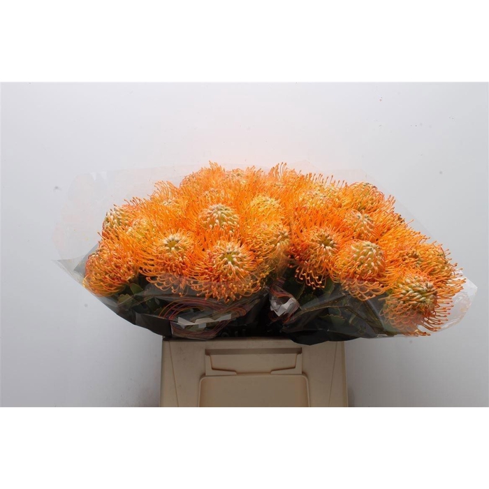 <h4>Leuco Soleil</h4>