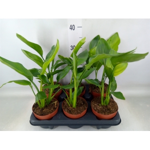 Strelitzia reg.   ...no flowers
