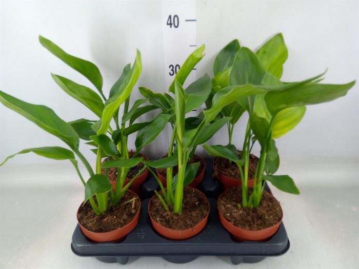 <h4>Strelitzia reg.   ...no flowers</h4>