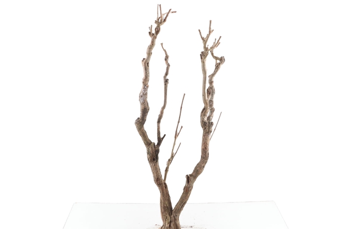 <h4>Syringa Branch Extra Lessard</h4>