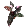 Philodendron Pink Princess Marble