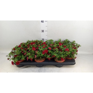 Calibrachoa  'Minifam Super Red'