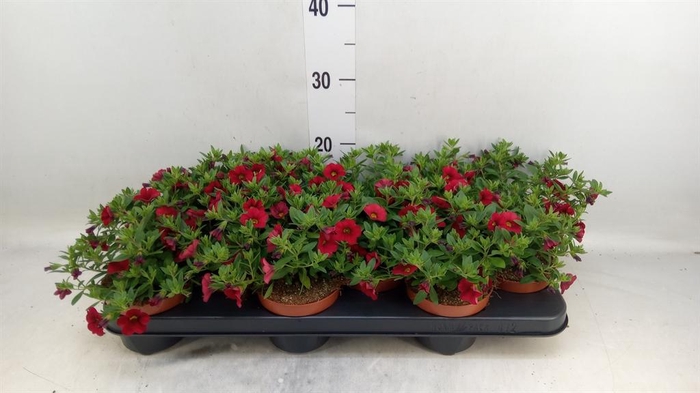 <h4>Calibrachoa  'Minifam Super Red'</h4>