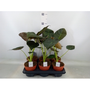 Alocasia  'Regal Shields'