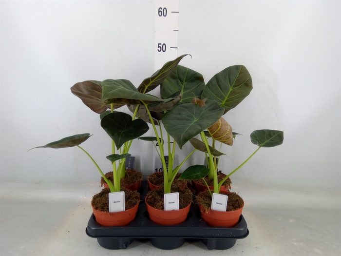 <h4>Alocasia  'Regal Shields'</h4>