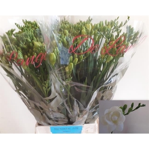 Freesia du Versailles
