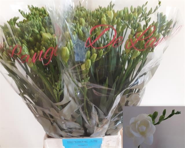 <h4>Freesia du Versailles</h4>