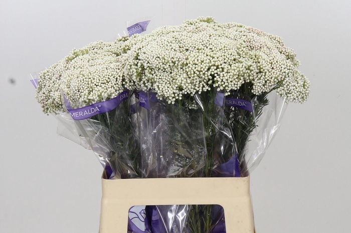<h4>Ozothamnus  'Cooks Snow White'</h4>