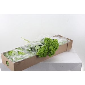 Hydr Emerald Green Sel Box