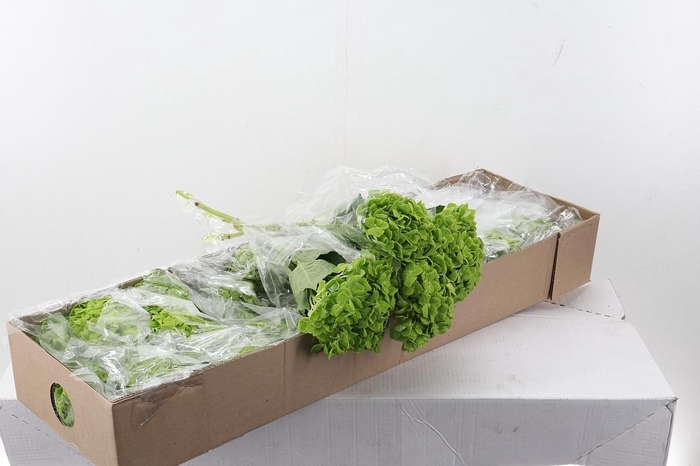 <h4>Hydr Emerald Green Sel Box</h4>