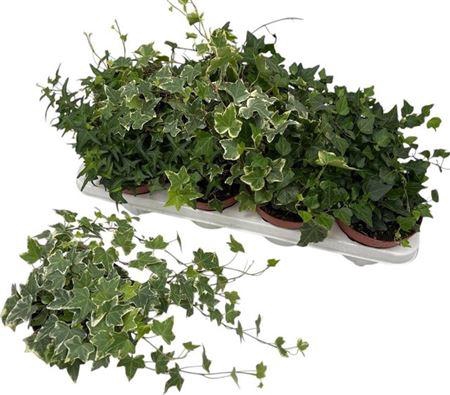 <h4>Hed He Gem 3 Srt</h4>