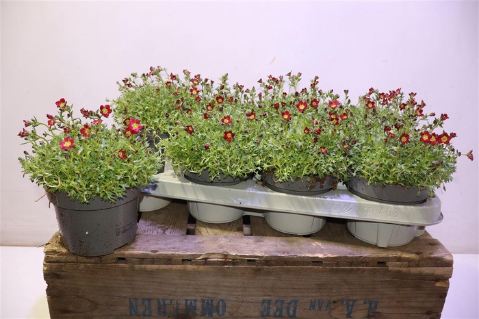 <h4>Saxif Ar Peter Pan</h4>