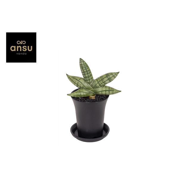 <h4>Sansevieria Inti Mini No. 5 in sierpot</h4>