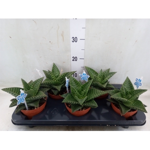 xGasteraloe  'Tiki Zilla'