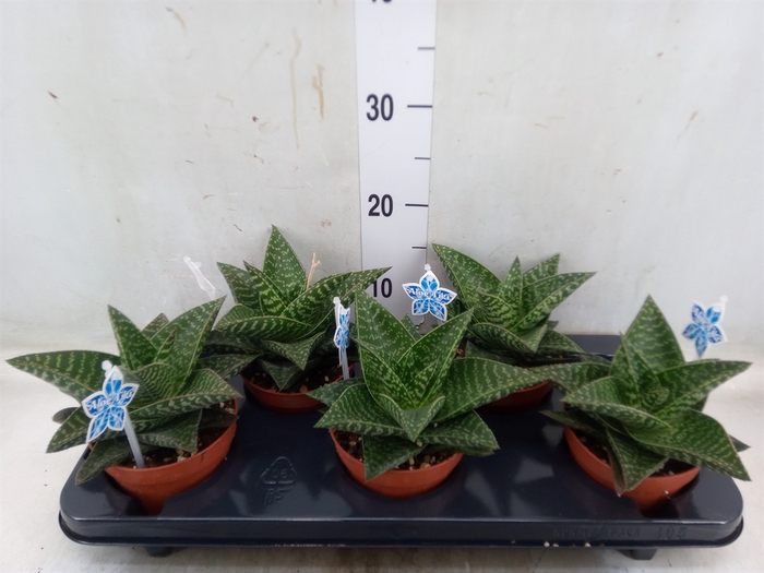 <h4>xGasteraloe  'Tiki Zilla'</h4>