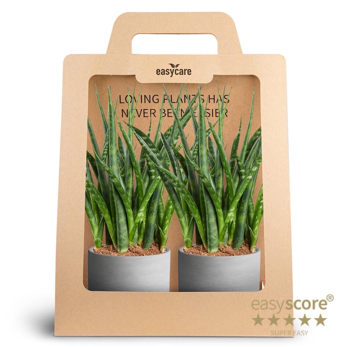 <h4>2-Pack Raw Grey, Fernwood P10</h4>