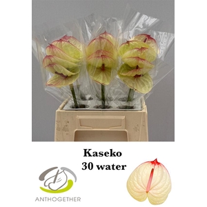 Anthurium Kaseko