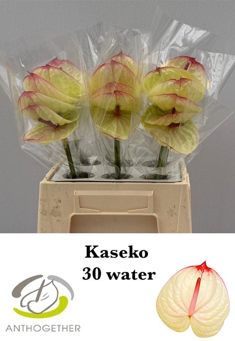 <h4>Anthurium Kaseko</h4>