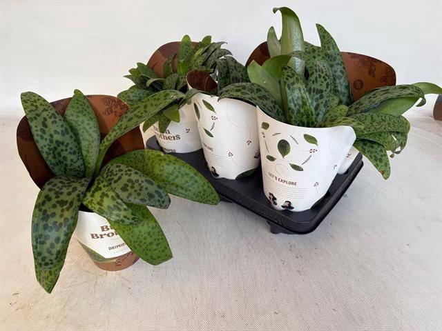 <h4>DRIMIOPSIS MACULATA</h4>