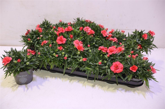 <h4>Dian Osc Red</h4>