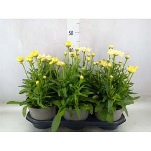 Leucanthemum sup. 'Snow Lady'