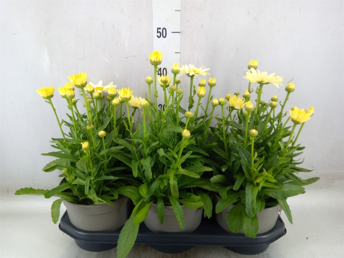 <h4>Leucanthemum sup. 'Snow Lady'</h4>