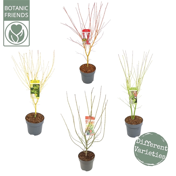 <h4>Acer palm. diverse mix</h4>