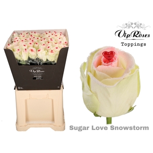 R GR SUGAR LOVE SNOWSTORM