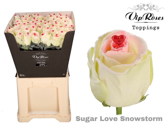<h4>R GR SUGAR LOVE SNOWSTORM</h4>