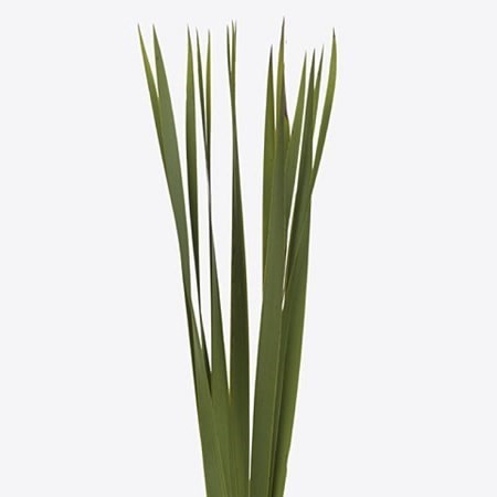 <h4>TYPHA 70CM</h4>