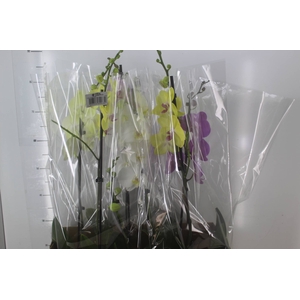 PHALAENOPSIS P15 MIN 8 FLS