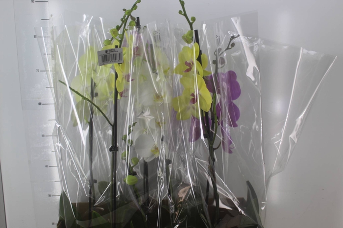 <h4>PHALAENOPSIS P15 MIN 8 FLS</h4>