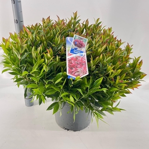 Leucothoe axillaris 'Zeblid'