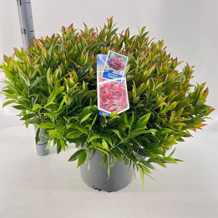 <h4>Leucothoe axillaris 'Zeblid'</h4>