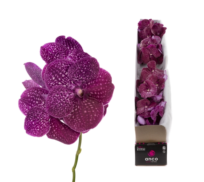 <h4>Vanda Crimson Love</h4>