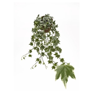 Hedera helix 'White Ripple'