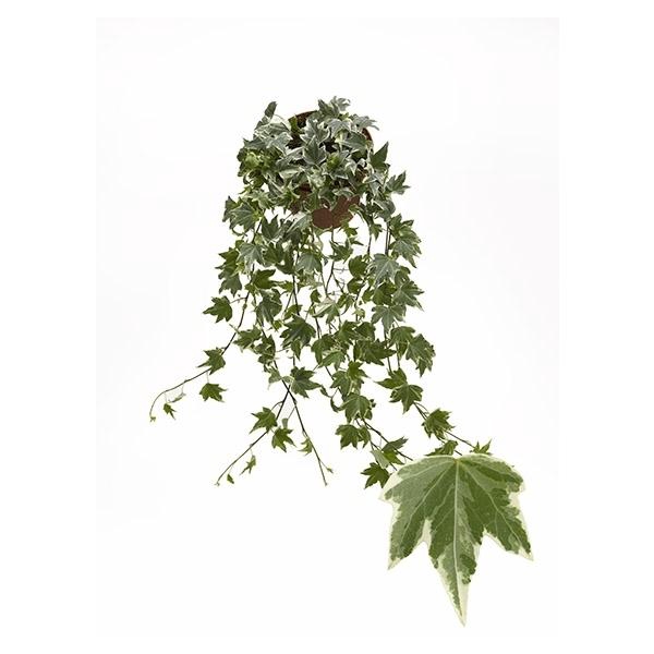 <h4>Hedera helix 'White Ripple'</h4>