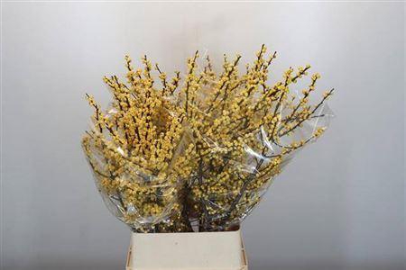 <h4>Ilex Citronella</h4>