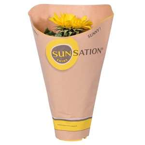 Helianthus in 'Sunsation' Hoes