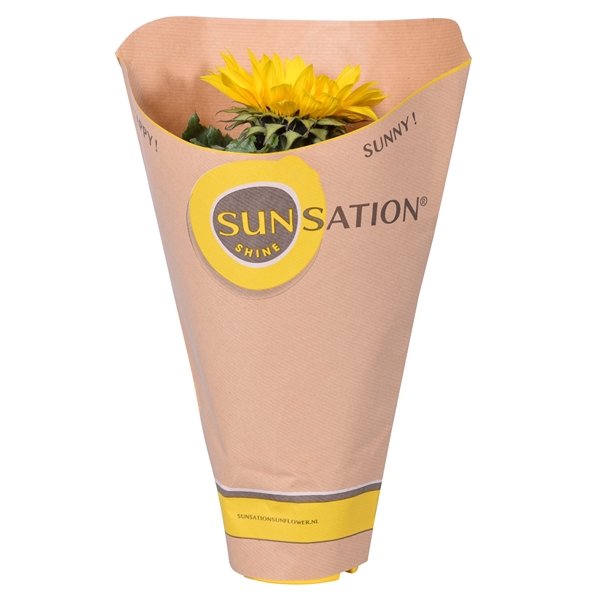 Helianthus in 'Sunsation' Hoes
