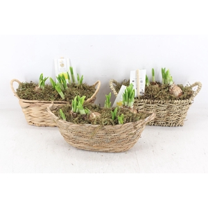 arr4 Narcis FL - Mand hamar oval x8